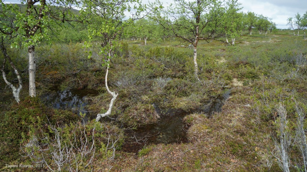 Alkukesän runsaiden sateiden vuoksi maasto on täälläkin hyvin märkää.