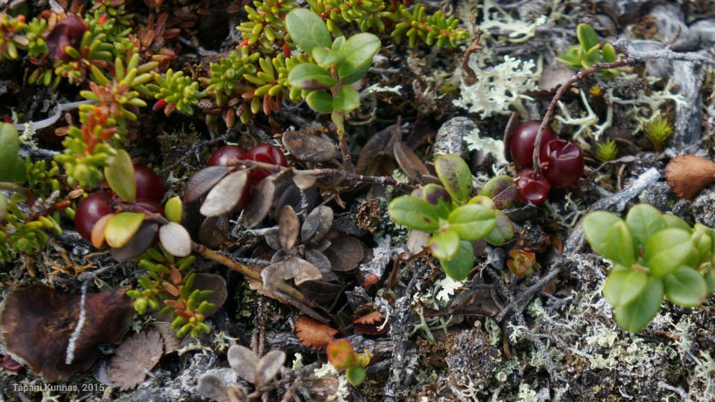 Ylivuotisia puolukoita.