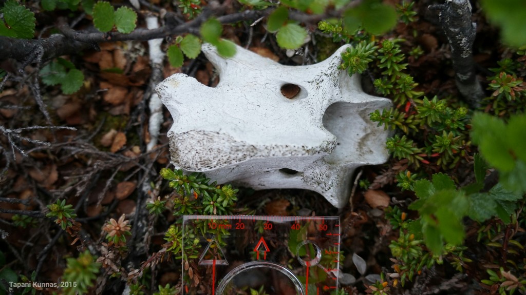 Tätä luuta en tunnista. On ehdotettu mahdollisesti poron selkänikamaa.