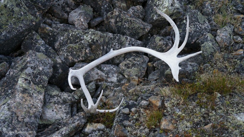 Ja taas yksi sarvi. Nämä näköjään putoavat päästä yksi kerrallaan.