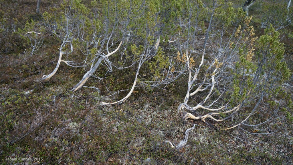 Porotko vai mitkä ovat syöneet katajan kuoren?