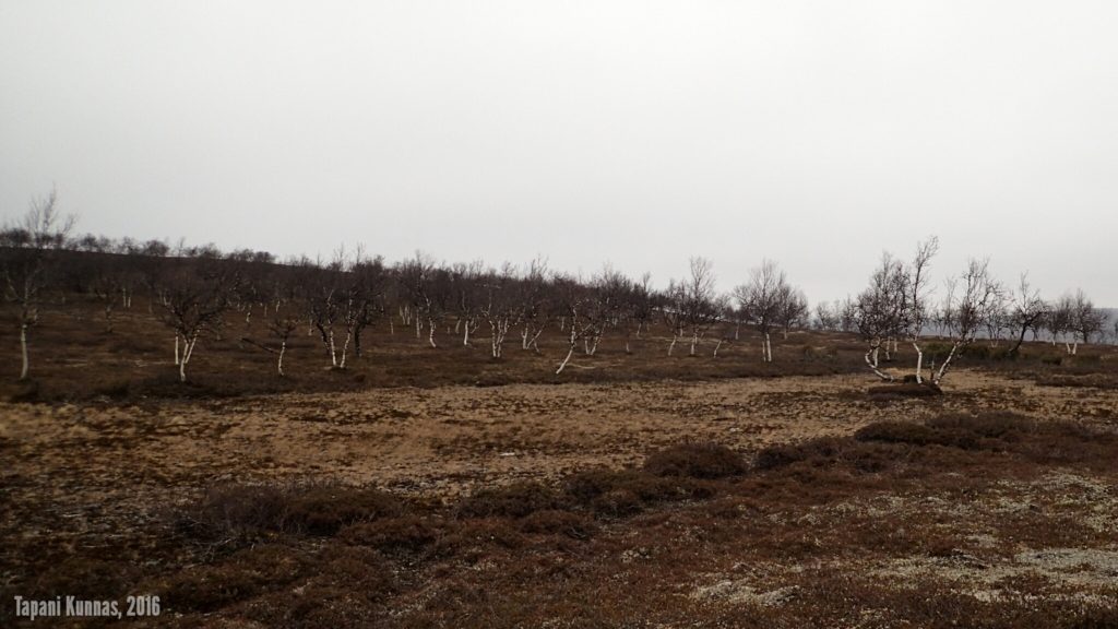 Takaisin tähän retkeen. Nyt, lokakuun lopussa, lampi on kuivillaan.