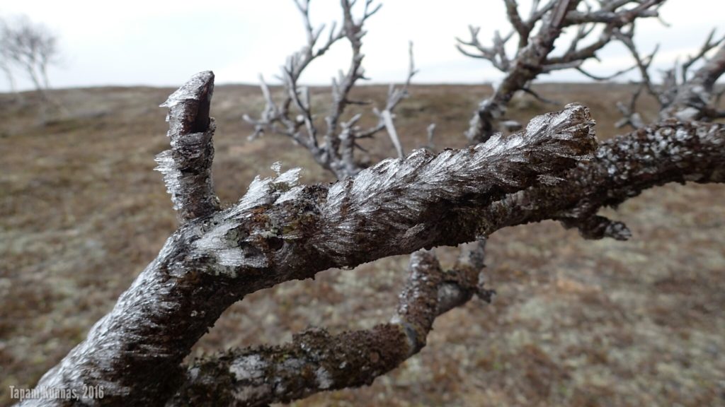 Tunturikoivutkin ovat saaneet osansa kuorrutuksesta.