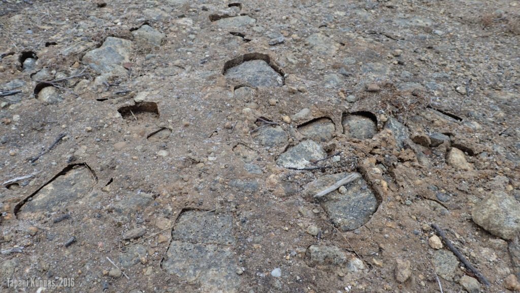 Jännästi maahan painuneita kiviä erotusaidan läheisellä tiellä.