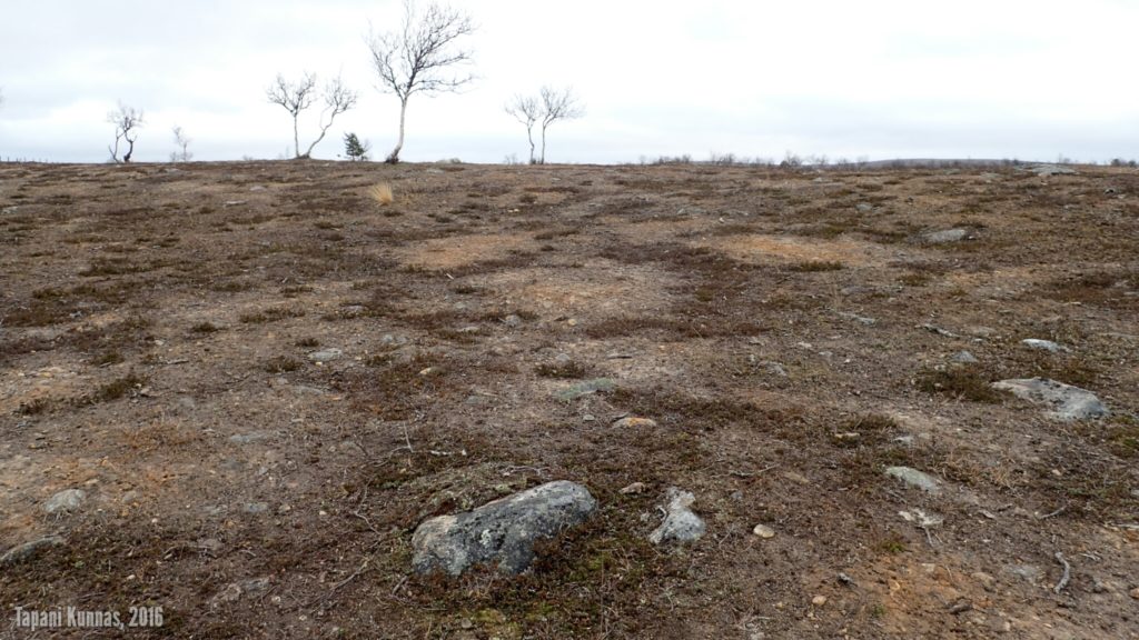 Poronsorkkien kuluttamaa tannerta.