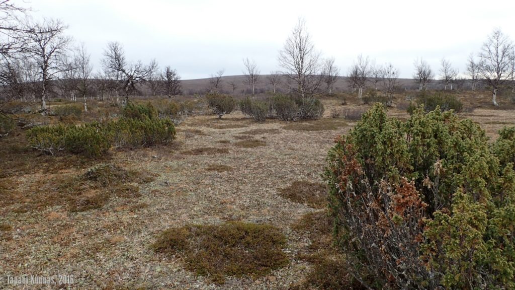 Suunta kohti Niillasašvárria. Maasto ei voisi helppokulkuisempaa olla.