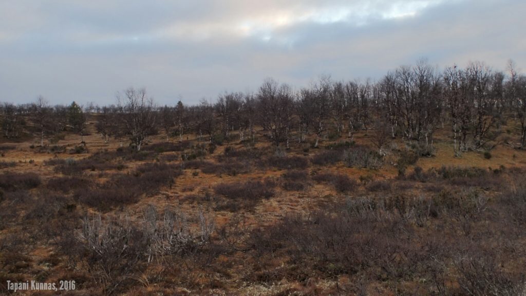 Kannas kahden suon välissä Niillasašvárrin kaakkoispuolella.
