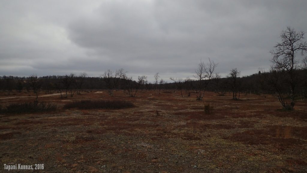 Keskiviikkoillan viimeiset valoisat hetket kävelen Luomusjokivarressa. Avontunturi on jo jäänyt taakse ja kohta siirryn metsään.